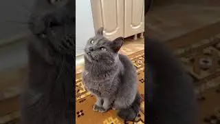 #рекомендации