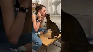 Джазик знает 8 команд (в видео их 6) Терпения мне на него хватило ✨