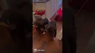 Santa girl plus twin reindeer gliding blithely through the house