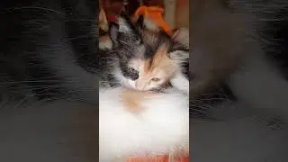 Trop mignon mon chaton Johnny le fils de Sacha/ دجوني ابن قطي ساشا أكثر جمالا