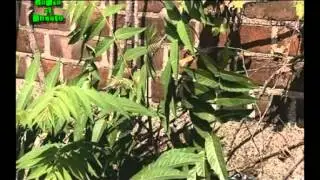 Verde di Rabbia