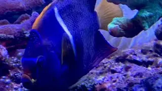 Sea fish 💜💙