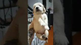 #goldenretriever #dogs #puppy