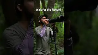 Wildlife Photography 