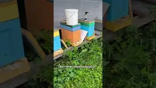 Помещаются ли пчелы в 6-рамочнике?