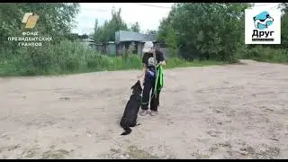 Прогулки в приюте БФ «Друг»