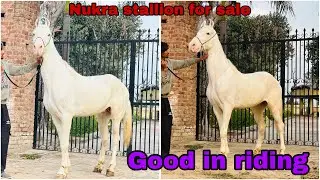 ਸਵਾਰੀ ਨਰ ਦੀ ਤੇ ਰੇਟ ਵੀ ਘੱਟ ਉਪਰੋ ਬਰਾਤਾ ਬੱਗੀਆ ਦਾ ਪਾਸ