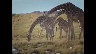 Melhores videos - Bebê, girafa, vagueando, prados