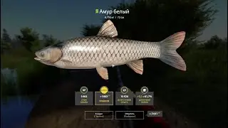 🐟Место для ловли Амура и Карпа #русскаярыбалка4 #russianfishing4 #рыбалка #трофей #амур #carpfishing