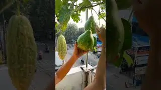 fruit harvest