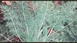 health benefits of Dill herb