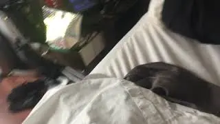 Zekerom vs Charzard