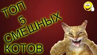 ТОП 5 СМЕШНЫХ КОТОВ