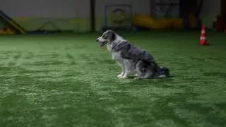 тыква