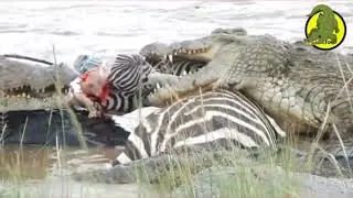 Clan of Crocodiles eat zebra alive  🐊🦓