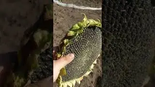 Второй подсолнух сорта Лакомка готов!