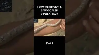 HOW TO SURVIVE A SAW SCALED VIPER ATTACK Part 1 #ytshorts #shortvideo # #techandscience