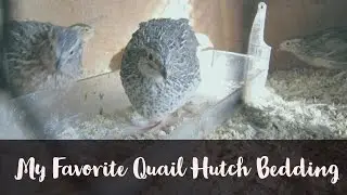 My Favorite Quail Hutch Bedding