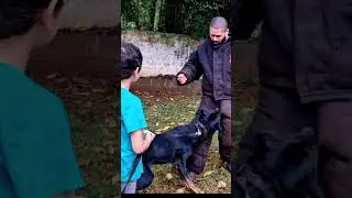 CACHORRO SEM NOÇÃO 🤷🏻‍♂️🤣🔥