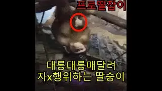 실제 동물 교미 동영상 인간과 똑같은 모습이 충격적이야..너무야해
