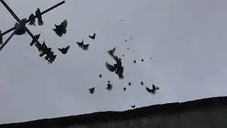 Николаевские голуби. г.Терновка 140.
