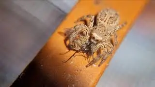 Plexippus Paykulli Eating Housefly | Spider Eating Housefly