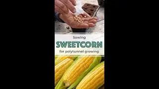 Sowing Sweetcorn for Polytunnel Growing