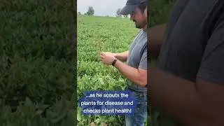 Checking soybean health #shorts