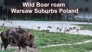 Wild Boar Take Over the Streets of Warsaw suburbs, Poland! 🐗🚶‍♂️