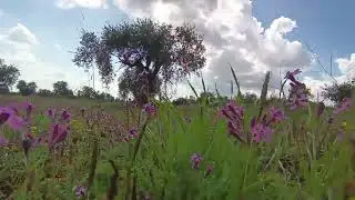 Bihar Destpêkar...Bahar Yüzünü Gösterdi.