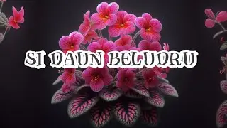 TANAMAN HIAS INI BERDAUN BELUDRU LAYAKNYA PERMADANI!!