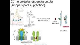 Unidad 6 2024 Material Práctico proteínas