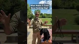 What Makes A Good Dove Hunting Dog? Post your Thoughts Below! #shorts #hunting