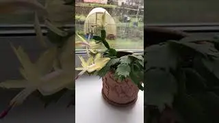 Пошёл снег и Мой декабрист зацвел