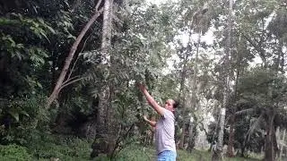 ang sarap ng guava bagong pitas