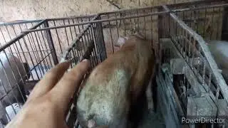 //How to identify sows in heat//Insemination of pigs// Kaban Yurchik// pig farm / feed pig/