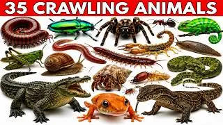 35 Crawling Animals and Reptiles for Kids | Reptiles & Crawling Creatures With Pictures | Crawling