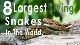 8 largest living snakes in the world