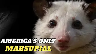 Opossums: The Secret to Their Survival