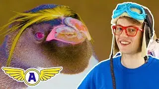 COMPILATION: Learn Colors, Animals + MORE with Captain Ace Zoomy ✈ Learning Videos - Songs For Kids