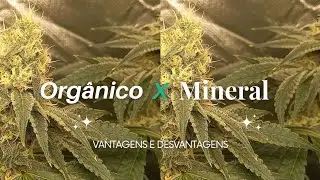 Cultivo ORGÂNICO ou MINERAL? Qual o MELHOR (tema polêmico)