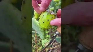 OMG 😱 what fruit?😋🤤 by fruits_911#shorts #fruit #asmr