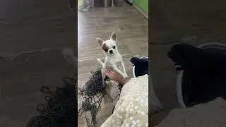Ребёнок мешает матери вязать 🧶 #венчикптенчик