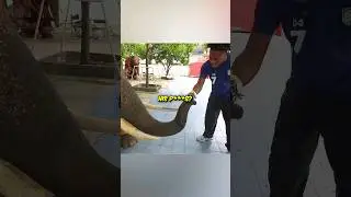 Speed meets the coolest elephant 🐘🐘 