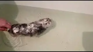 кролик плавает в ванне,живой!!!
