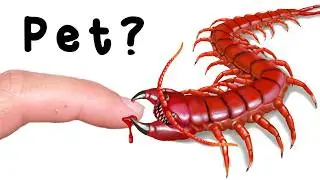I Bought a Pet That Shouldn’t Be a Pet