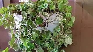 How To Grow Bushy Creeping Charlie Plant | How To Care | Easy | Simple Steps