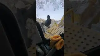 кормлю ворону с руки печенюшками.