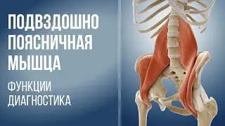 Подвздошно-поясничная мышца. Функции. Диагностика