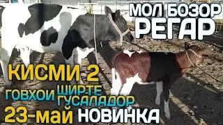 Мол бозор Регар / Мол бозори Пахтаобод нархои гови ширте ва гусаладор 22-май
